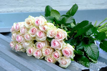 Букет из 25 роз "Розы Свит Ревайвл"
